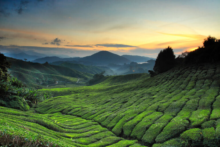 Trip ke perkebunan teh di dataran tinggi